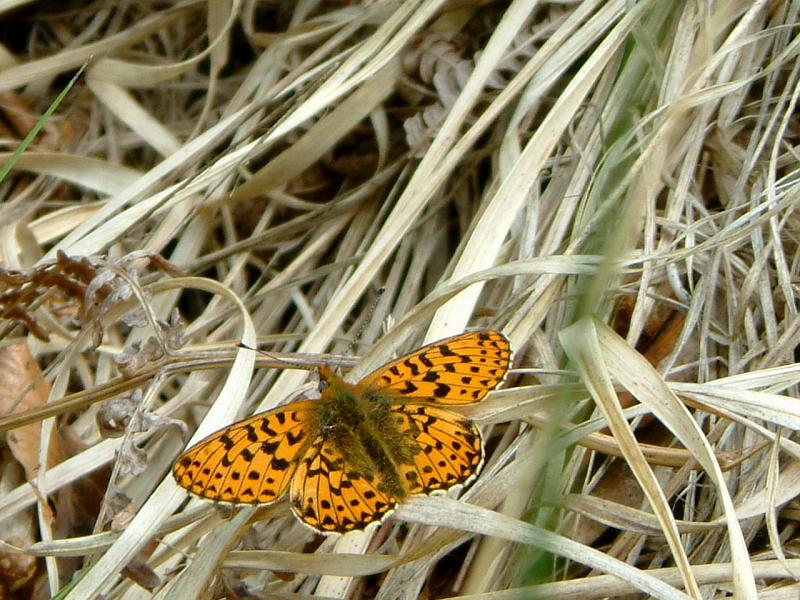 4 Pearl Bordered Fritillary.JPG